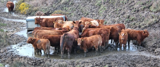 24 muddy cows, Aberdaron, Ruth's coastal hike, Wales