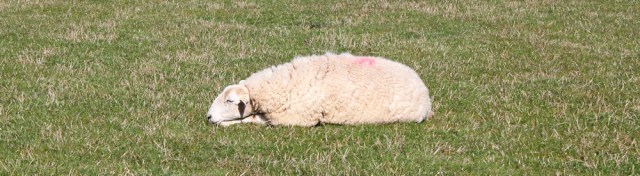 04 sleepy sheep, Ruth Livingstone hiking in Wales