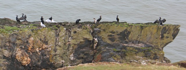 06 gulls and comorants, Trwyn-y-Tal, Trefor, Ruth walking in Wales