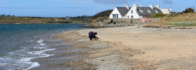 07 pebble picker, Traeth Cymyran, Ruth's coastal walk, Anglesey