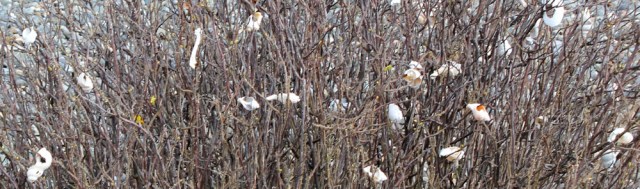 09 shell bush, near Fort Belan, Morfa Dinlle, Ruth's coastal walk, Wales