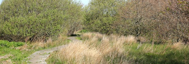 12 boardwalk, Ruth hiking on Holy Island, Anglesey