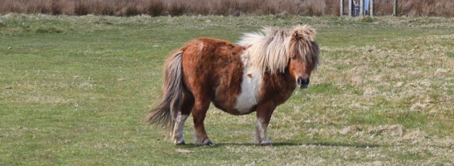 12 mini horses, Ruth walking the Anglesey coast