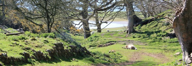 13 dead sheep, Isle of Anglesey Coastal Path, Ruth Livingstone