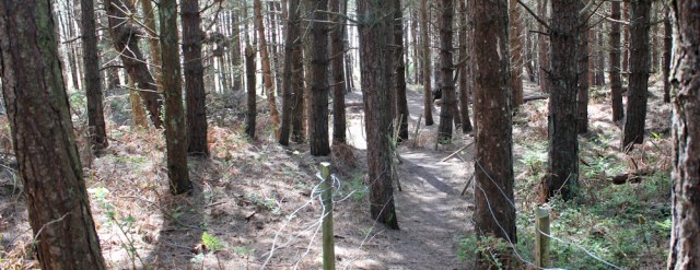 18 through pine woods to Silver Bay, Ruth hiking on Holy Island, Anglesey