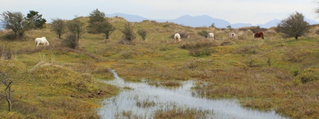 23 water and horses, Ruth hiking through Newborough Dunes