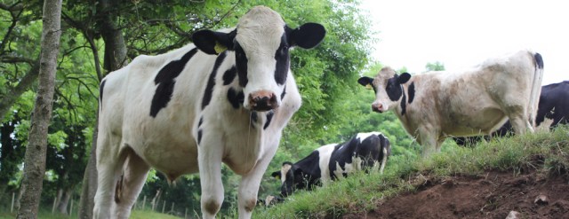 02 cows, Anglesey, Ruth Livingstone