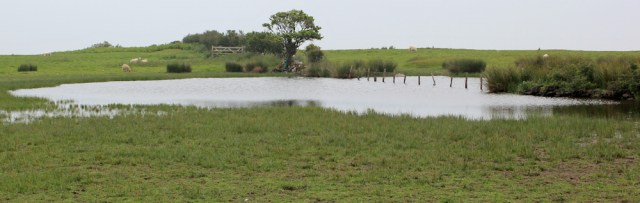 02 swamp at the top of the hill, Ruth's coastal walk