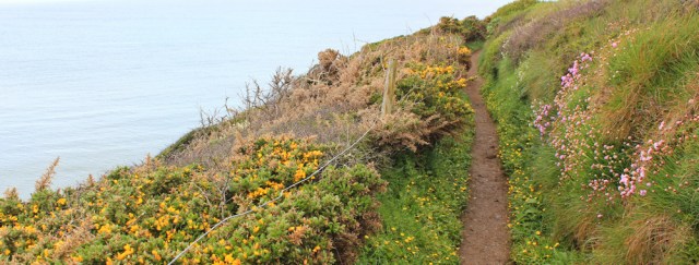 04 spring flowers, Ruth trekking in Anglesey, Wales