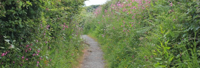 07 flowers and grasses, Ruth Livingstone walking in Wales