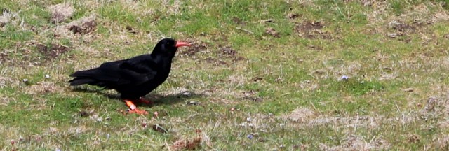 08 chough on the cliff in Anglesey, Ruth Livingstone