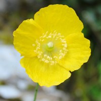 11 Welsh poppy, Ruth Livingstone