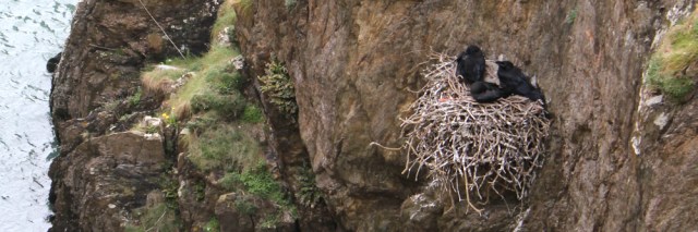 15 crows nest on cliff, Ruth trekking around Anglesey