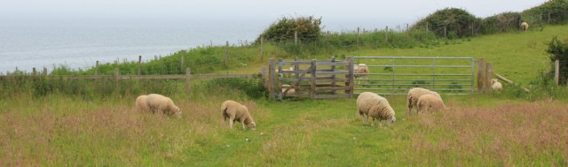 15 sheep grazing, Ruth Livingstone trekking on Anglesey