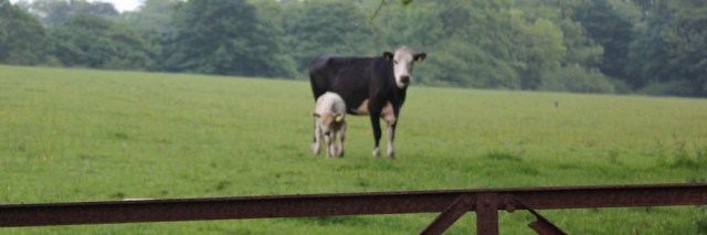 17a cow, Ruth Livingstone