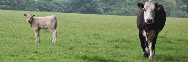 17b cow not happy, Ruth Livingstone