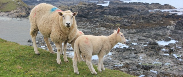 19 Welsh Sheep, Ruth walking the coast of Anglesey