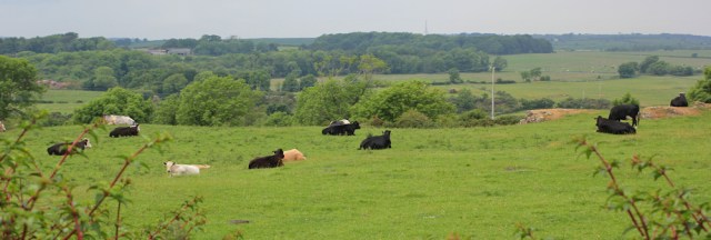 22 fields of cows, Allt Goch Bach, Isle of Anglesey Coast Path, Ruth hiking in Wales