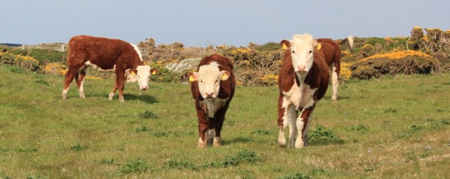 23 field of cows, Ruth hiking in Anglesey