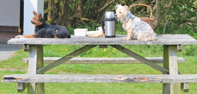 24 dogs on picnic table, Ruth's coastal walk, Holyhead