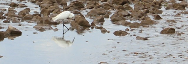 03 an egret, Ruth's coastal walk, North Wales Coast