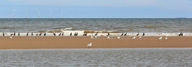 08 cormorants and seagulls, Ruth Livingstone hiking the beach
