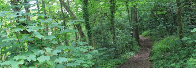 14 wooded walk, Ruth hiking through Bangor, Wales