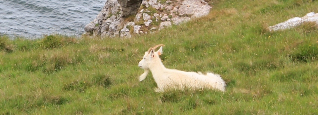 15 white goats on the Great Orme, Ruth on the Wales Coast Path