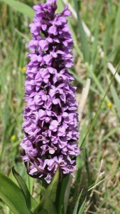 17 orchid, Ruth Livingstone