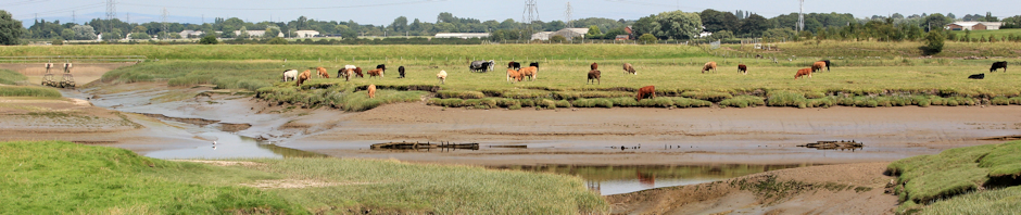 Hesketh marshes, Ruth Livingstone
