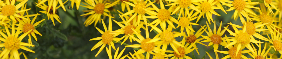 flowers, Ruth Livingstone