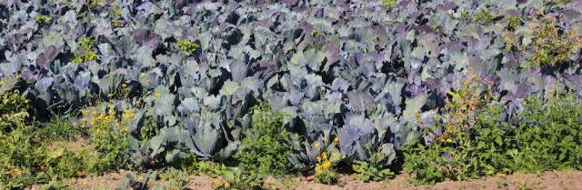 03 cabbages or cauliflowers, Ruth's coastal walk