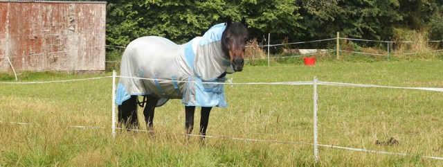 06 horse in a raincoat, Ruth Livingstone