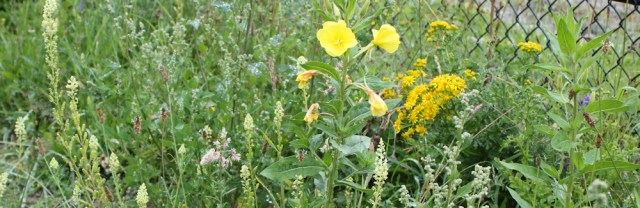 06 wild flowers, cycleway to Neston, Ruth's coatal walk