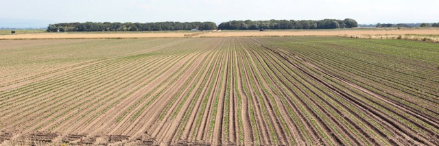 09 Fields, Banks Enclosed Marsh, Ruth's coastal walk, Hesketh