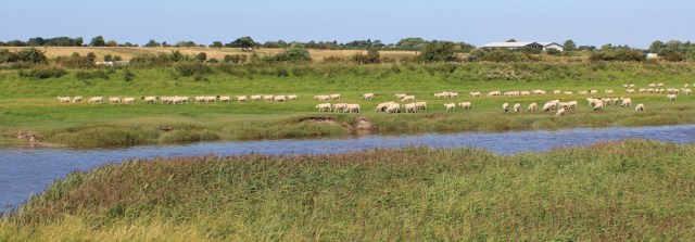 09 sheep across the river, Ruth's coastal walk, Lanashire