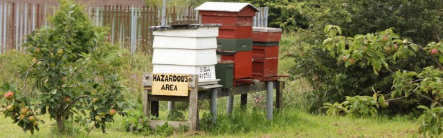 11 beehives, Deeside Industrial Park, Ruth Livingstone hiking