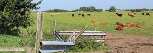 11 cow fields, Ruth Livingstone, Ribble Valley