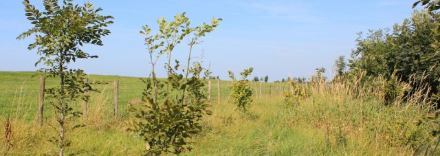 12 landscaped walk, around Much Hoole, Ruth Livingstone