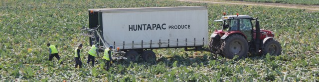 12 picking gangs, Ruth's coastal hike