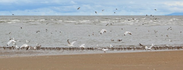13 birds on Birkdale Sands, Southport, Ruth's coastal walk
