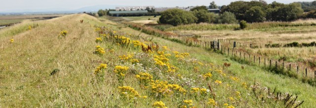 13 flowers on bank, Ruth hiking Hesketh marshes