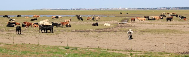 14 cows in marshes, Ruth hiking the Ribble estuary