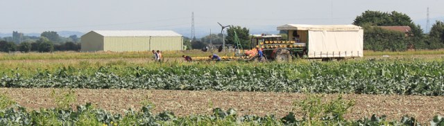 20 vegetable pickers, Ruth hiking near Preston