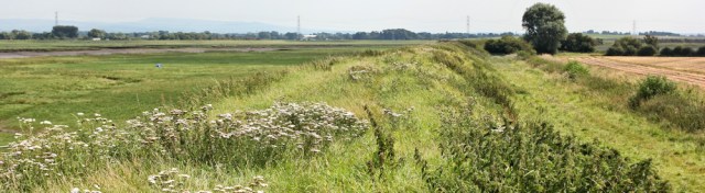 21 more bank walking, River Asland, Ruth on the Ribble Estuary