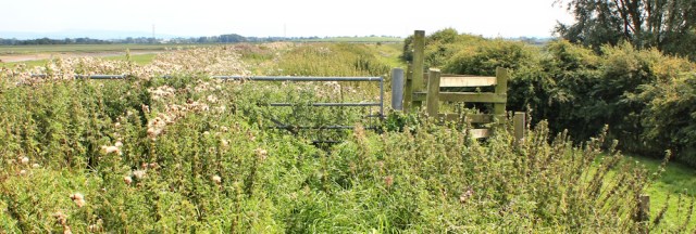 22 overgrown path, Ruth walking the Ribble Estuary towards Hesketh Bank