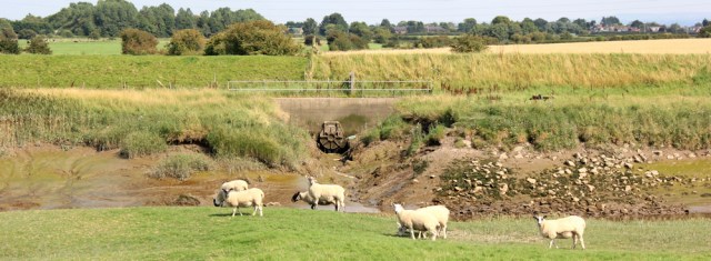 25 sheep on river bank, Ruth's coastal walk to Hesketh