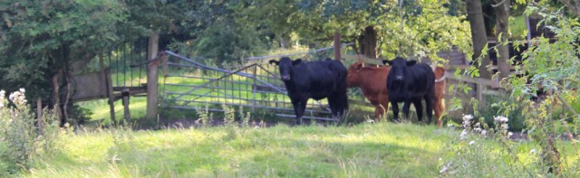 30 cows, Ruth's walk to Tarleton, River Asland or Douglas