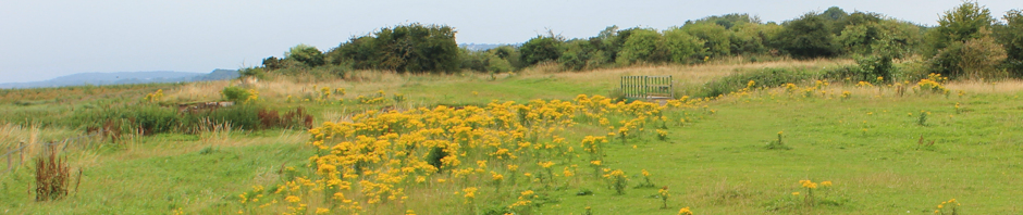 header, Neston, Ruth Livingstone