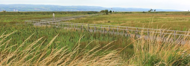 a01 board walk across marsh, Ruth's coastal walk, Wirral